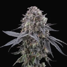 Mangozteen > Perfect Tree Seeds